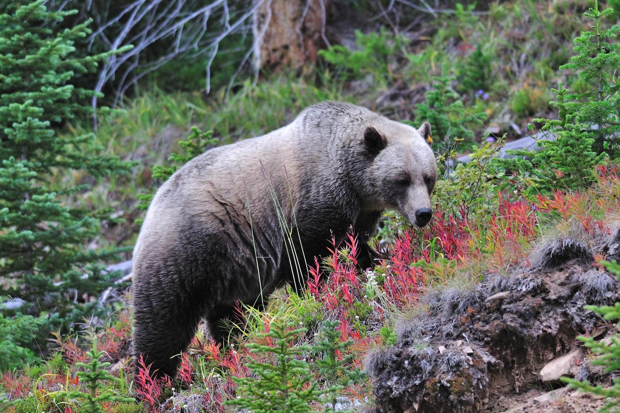 A Bear And Bison Country Inn Canmore Dış mekan fotoğraf